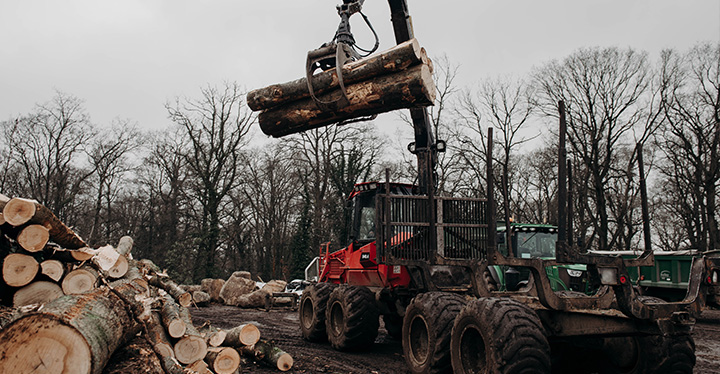 extract the timber from the woods